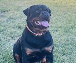 Small Photo #1 Rottweiler Puppy For Sale in HOPKINSVILLE, KY, USA