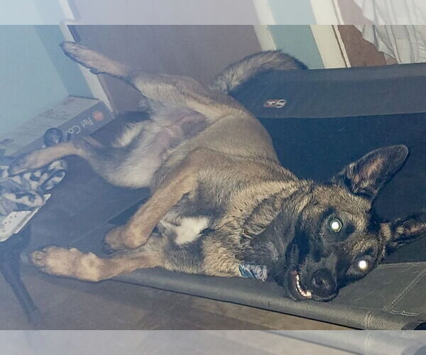 Medium Photo #3 Mutt Puppy For Sale in Stevens Point, WI, USA