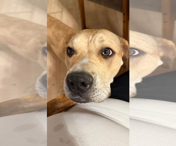 Medium Photo #2 American Pit Bull Terrier-Unknown Mix Puppy For Sale in Germantown, OH, USA