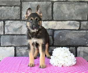 German Shepherd Dog Puppy for sale in MILLERSBURG, OH, USA