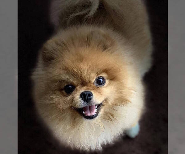 Medium Photo #1 Pomeranian Puppy For Sale in RESEDA, CA, USA