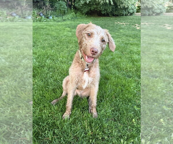 Medium Photo #4 German Wirehaired Pointer-Unknown Mix Puppy For Sale in Boston, MA, USA