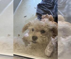 Maltese Dogs for adoption in San Martin, CA, USA