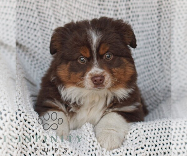 Medium Photo #1 Miniature Australian Shepherd Puppy For Sale in NEW HOLLAND, PA, USA