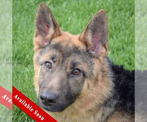 German Shepherd Dog Dogs for adoption in Huntley, IL, USA