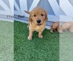 Puppy Miss Red Golden Retriever