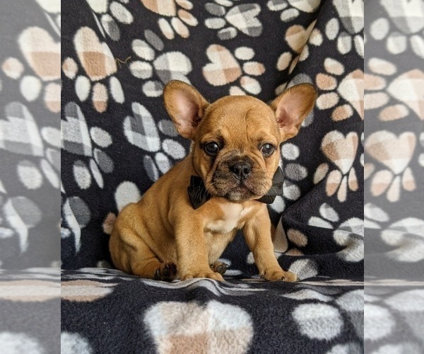 Medium Photo #6 French Bulldog Puppy For Sale in CHRISTIANA, PA, USA