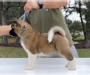 Medium Akita
