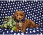 Small #5 Miniature Labradoodle