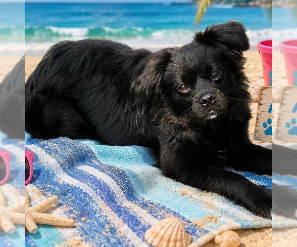 Medium Photo #4 Tibetan Spaniel Puppy For Sale in Yardley, PA, USA
