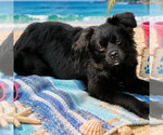 Small #3 Tibetan Spaniel