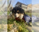 Small Photo #13 Australian Shepherd Puppy For Sale in FARMVILLE, VA, USA