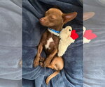 Small #6 Chihuahua Mix