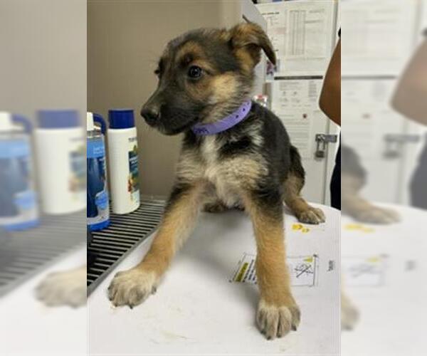 Medium Photo #1 Australian Shepherd-Unknown Mix Puppy For Sale in Visalia, CA, USA