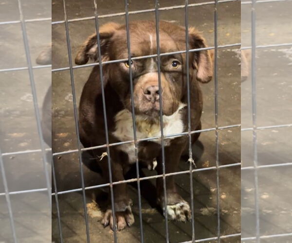 Medium Photo #2 American Staffordshire Terrier-Spaniel Mix Puppy For Sale in Jackson, MS, USA