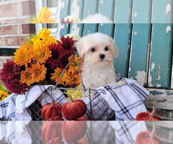 Medium Photo #1 Maltipoo (Toy) Puppy For Sale in BRANSON, MO, USA