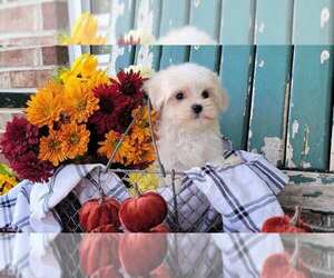 Maltipoo (Toy) Puppy for sale in BRANSON, MO, USA
