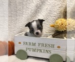 Sky - Female Chihuahua Puppy for Sale - Photo #4