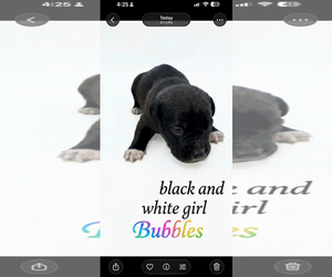 American Staffordshire Terrier-Unknown Mix Dogs for adoption in Holly Springs, NC, USA