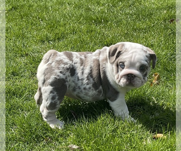 Medium Photo #1 English Bulldog Puppy For Sale in SPENCERPORT, NY, USA