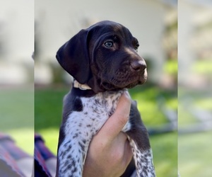 German Shorthaired Pointer Puppy for sale in WORLAND, WY, USA