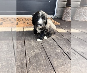 Sheepadoodle Puppy for sale in LYNCHBURG, VA, USA