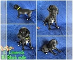 Puppy Limerick Cane Corso-Great Dane Mix