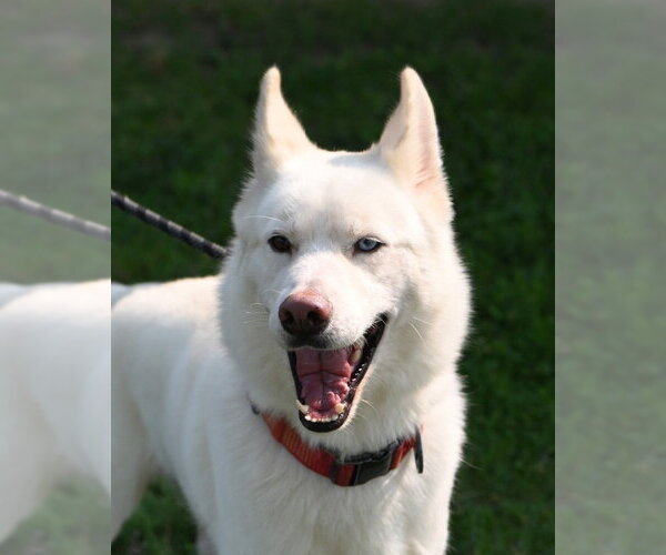 Medium Photo #2 Siberian Husky Puppy For Sale in Glen Allen, VA, USA
