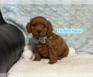 Cavapoo Puppy for sale in CAMPBELLSVILLE, KY, USA
