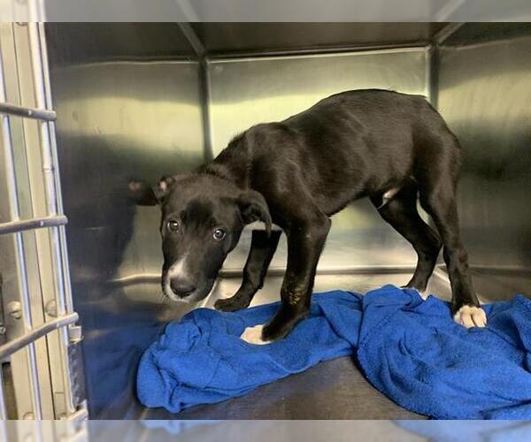 Medium Photo #1 Labrador Retriever-Unknown Mix Puppy For Sale in Grand Prairie, TX, USA