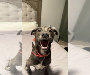 KangaRoo - Female Blue Lacy-Unknown Mix Dog for Adoption - Photo #51