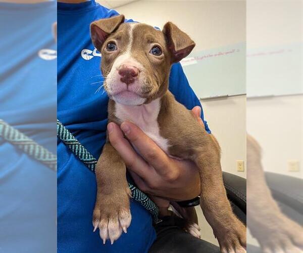 Medium Photo #1 American Pit Bull Terrier-Unknown Mix Puppy For Sale in Corpus Christi, TX, USA