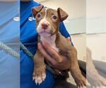 Small American Pit Bull Terrier Mix