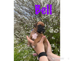 Small Photo #2 Boxer Puppy For Sale in CLAYTON, DE, USA