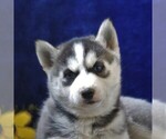 Small Photo #3 Siberian Husky Puppy For Sale in BIRD IN HAND, PA, USA