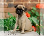 Small #2 Pug