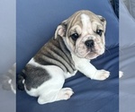 Puppy Layla English Bulldog