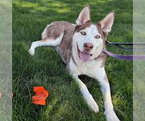 Siberian Husky Dogs for adoption in Omaha, NE, USA