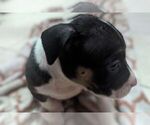 Small #6 American Bully