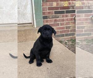 Labrador Retriever Puppy for sale in WDBG, VA, USA