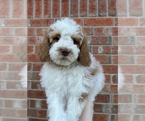 Poodle (Standard) Puppy for Sale in MUSTANG, Oklahoma USA