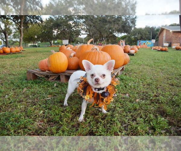 Medium Photo #2 Chihuahua Puppy For Sale in Plantation, FL, USA