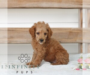 Poodle (Miniature) Puppy for sale in GAP, PA, USA