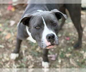 American Pit Bull Terrier Dogs for adoption in Tulsa, OK, USA