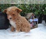 Small #3 Cavapoo (Miniature)-Poodle (Toy) Mix