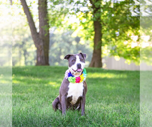 Medium Photo #6 Mutt Puppy For Sale in Unionville, PA, USA