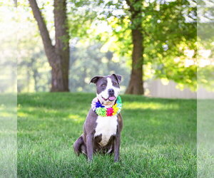 Stormy - Female Mutt Dog for Adoption - Photo #6