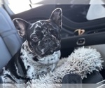 Small Photo #1 French Bulldog Puppy For Sale in TAMPA, FL, USA
