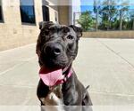 Small #2 American Pit Bull Terrier-Chinese Shar-Pei Mix