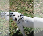 Puppy 5 Dalmatian